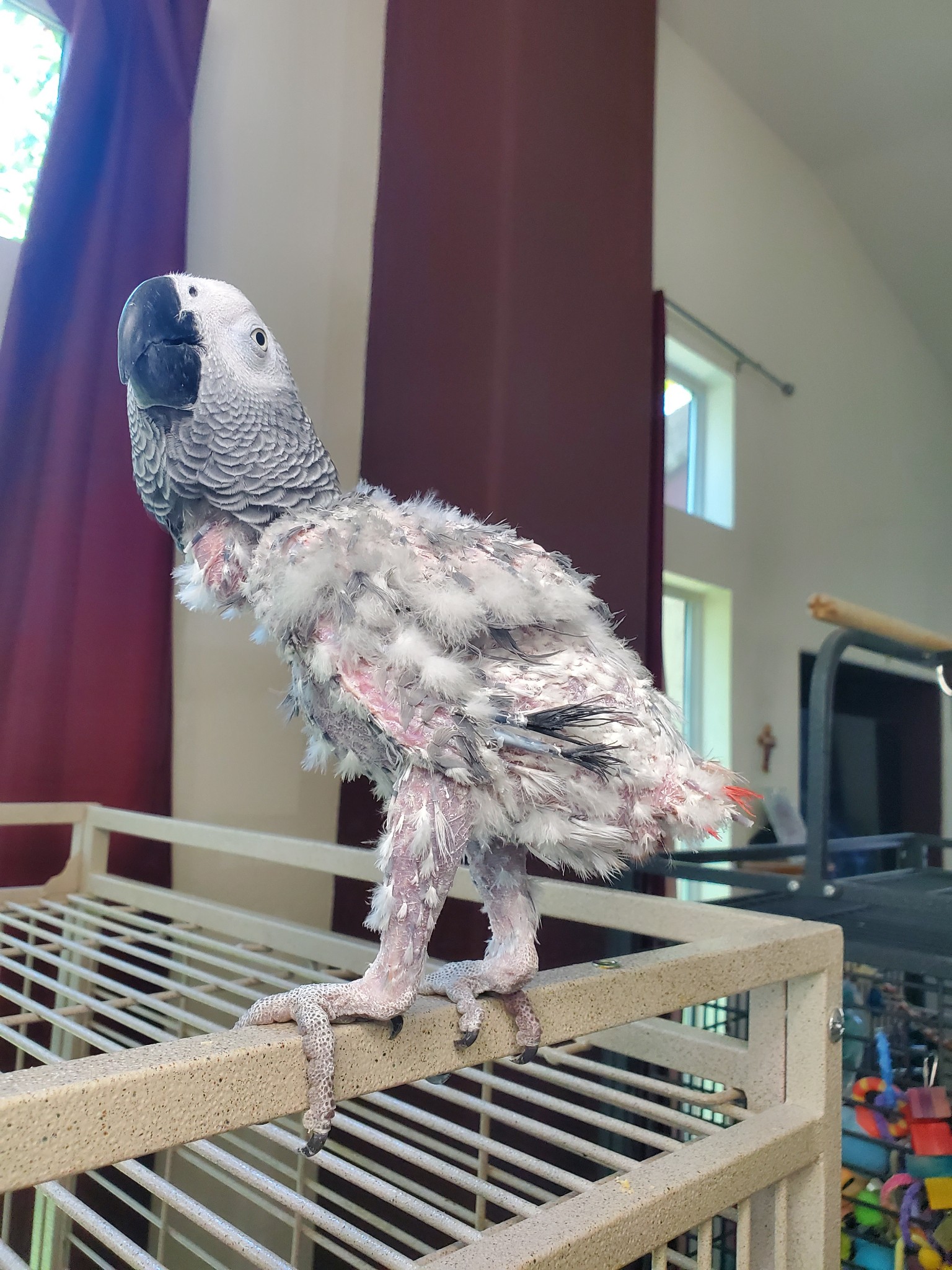 Evie Before Surrender