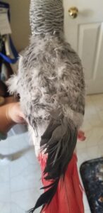 Evie Before Surrender