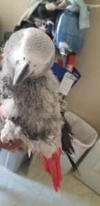 Evie Before Surrender