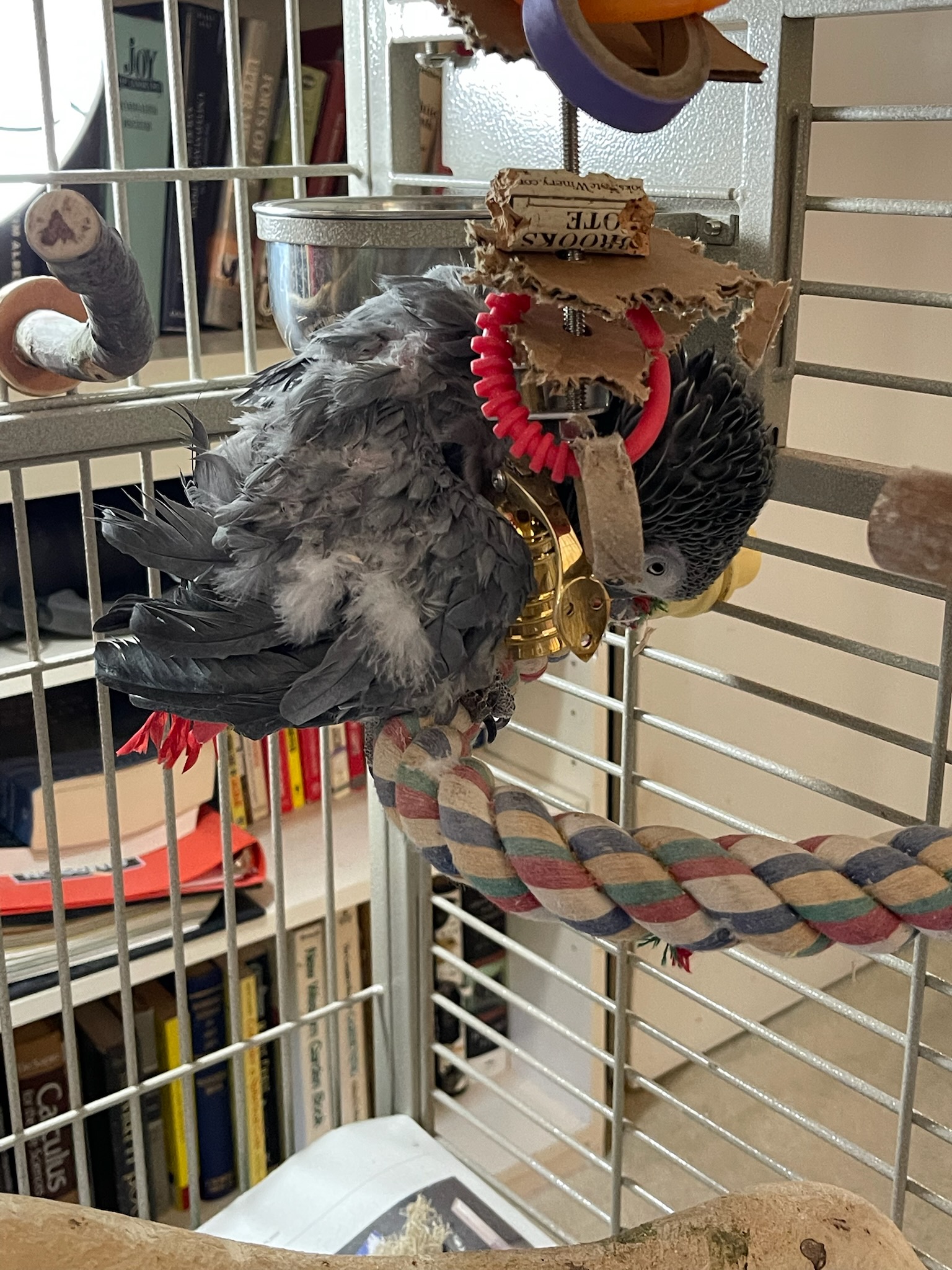 Evie Before Surrender