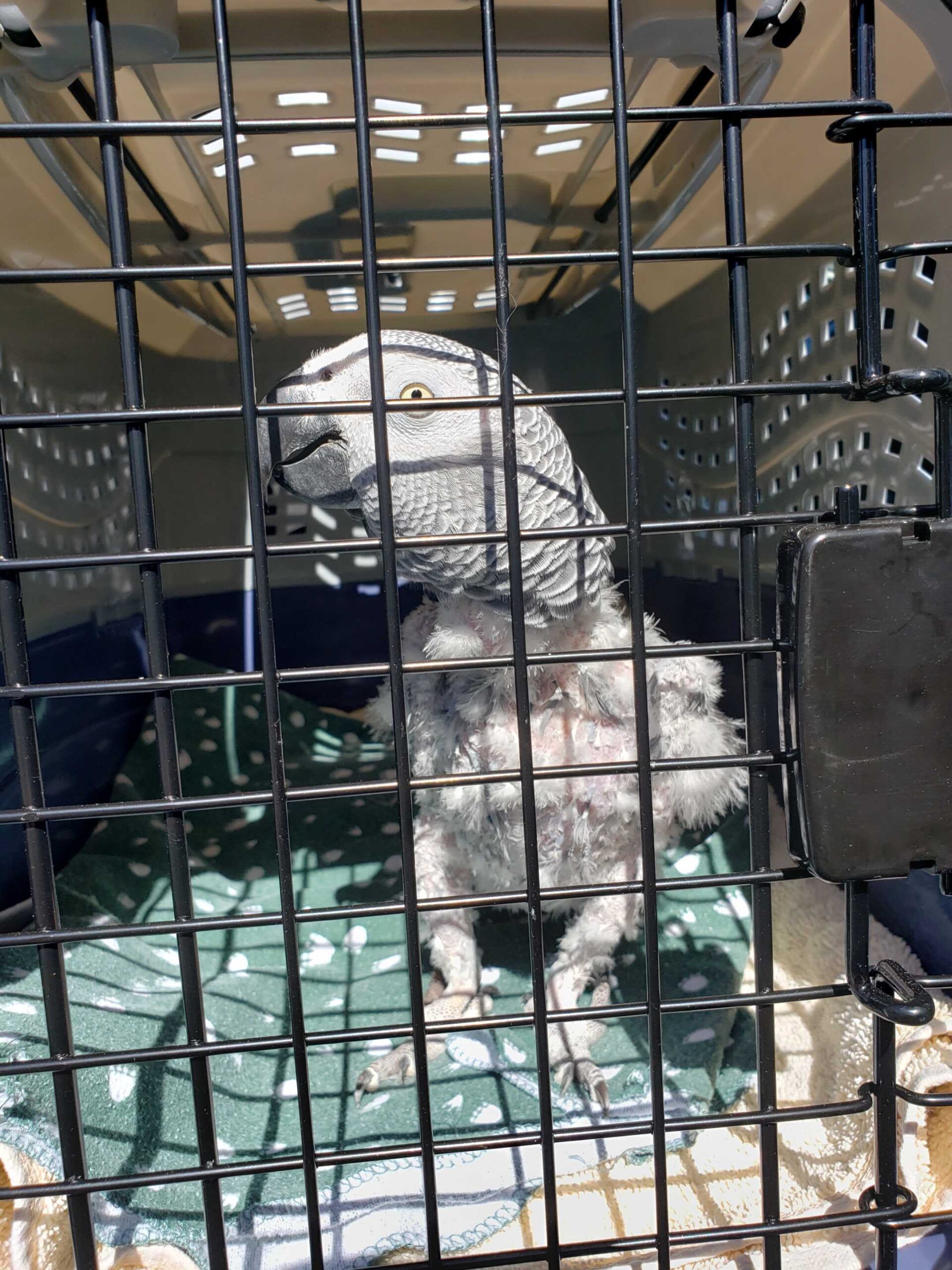 Evie Before Surrender