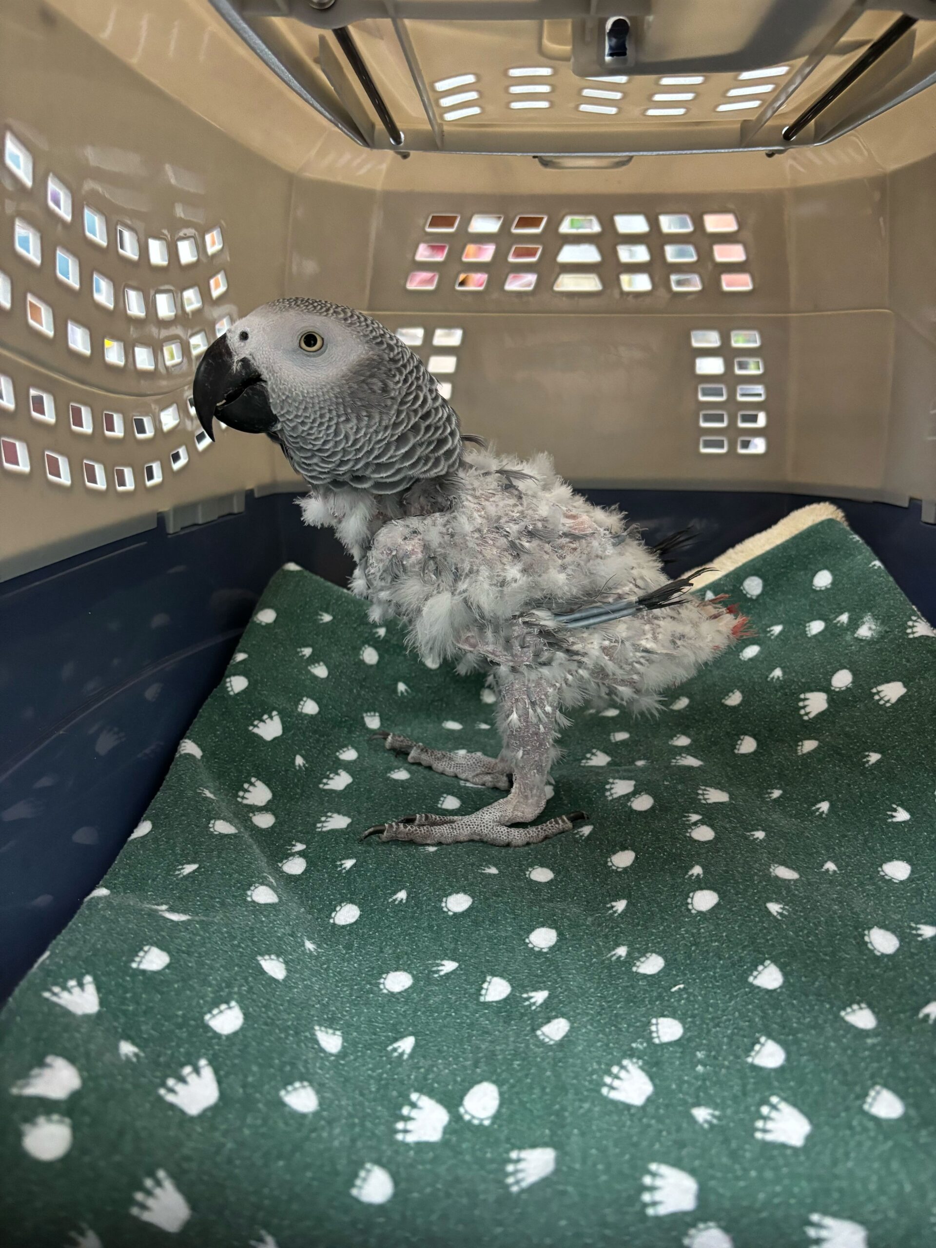 Evie Before Surrender