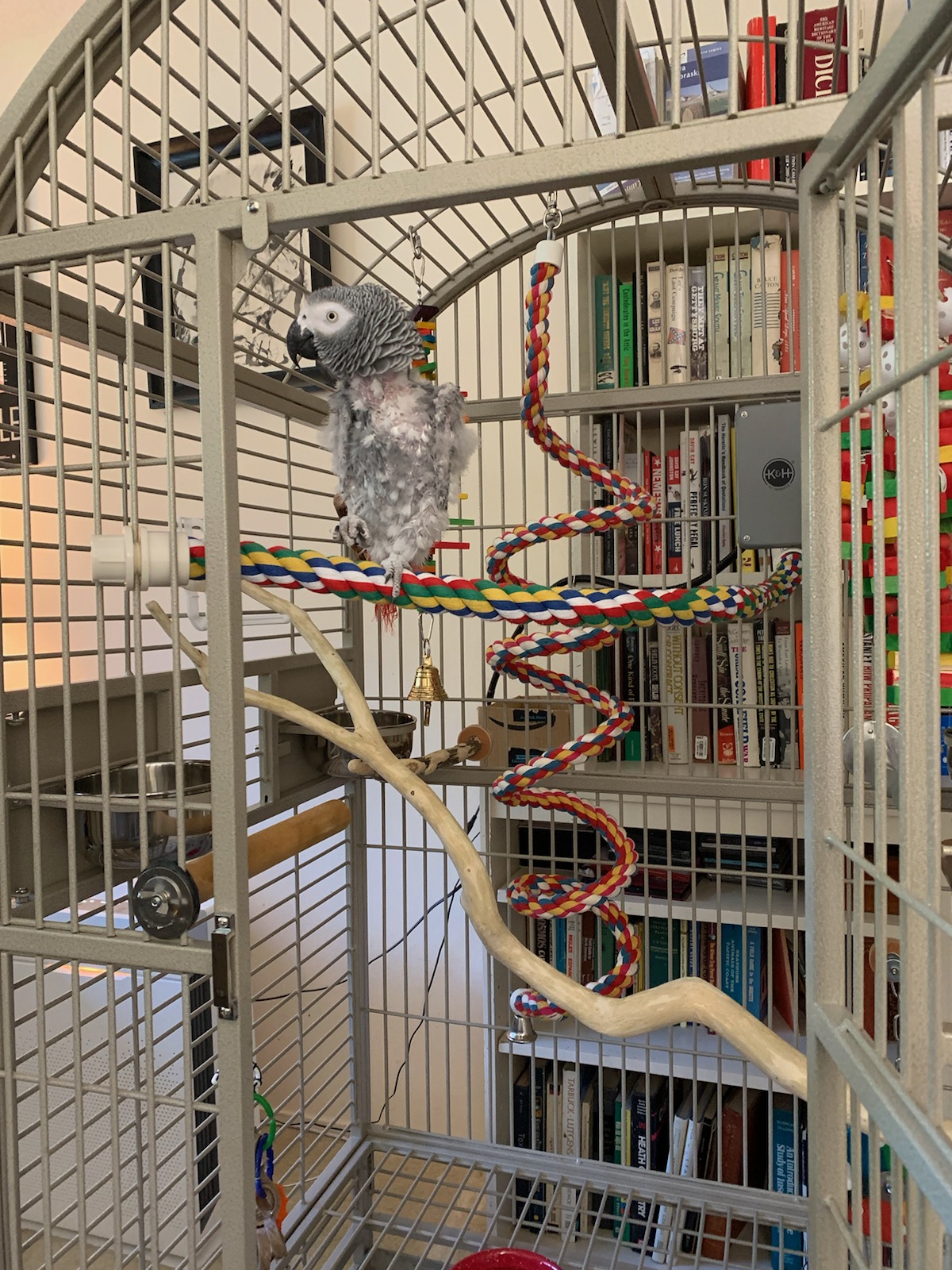 Evie Before Surrender