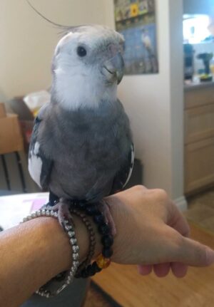 Angel: 2+ years at FTB; $14,000