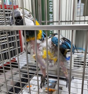 Gizmo: 3.5 years at FTB; $85,000