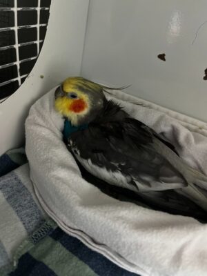 Kol: 18+ months at FTB; $26,000