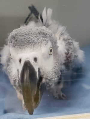 Lilly: 3.5 yrs at FTB, $46,000 total costs