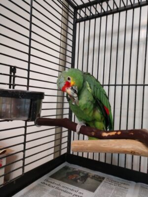 Tequila: 2.5+ years inpatient/outpatient treatment; $13,500